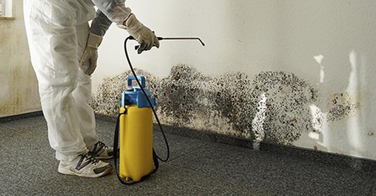 mold removal services san diego